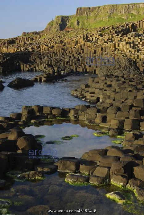 : The Giant's Causeway : The Giant's Causeway