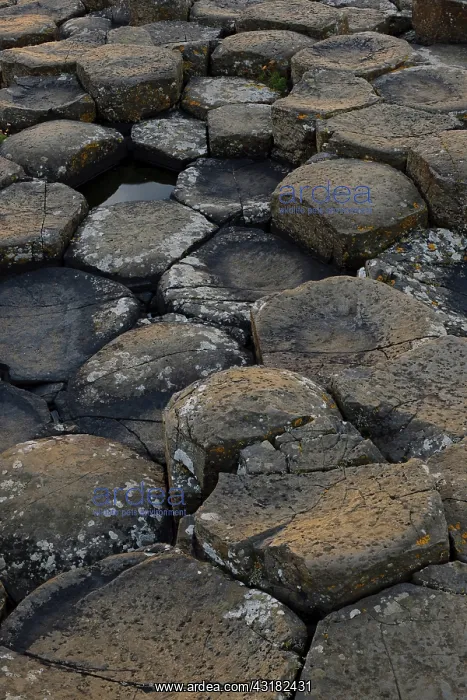 : The Giant's Causeway : The Giant's Causeway