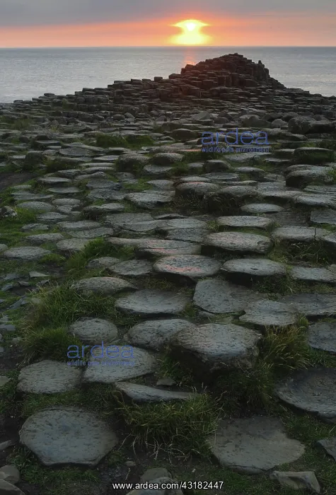 : The Giant's Causeway : The Giant's Causeway