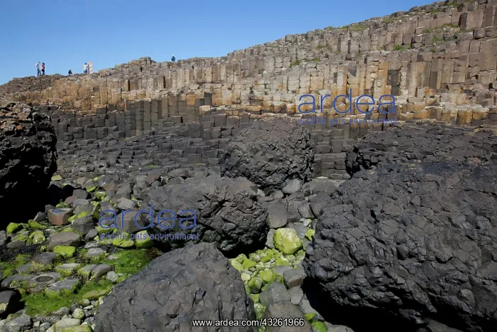 : Giants Causeway, County Antrim, Northern : Giants Causeway, County Antrim, Northern