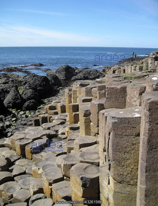 : Giants Causeway, County Antrim, Northern : Giants Causeway, County Antrim, Northern