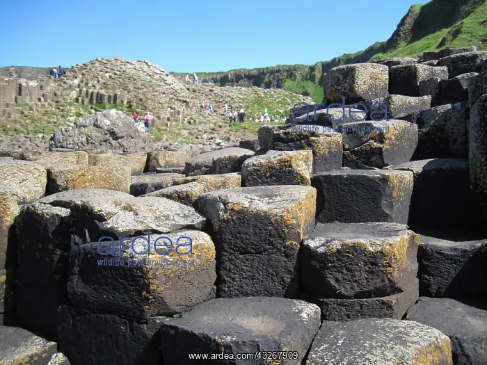  : Giants Causeway, County Antrim, Northern