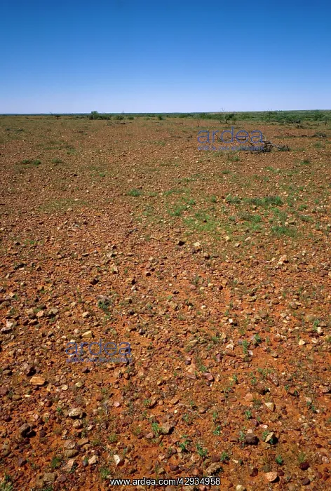  : Gibber (also called desert pavement or duricrust)
