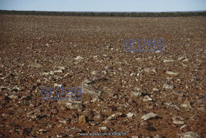 : Gibber Plain : Gibber Plain