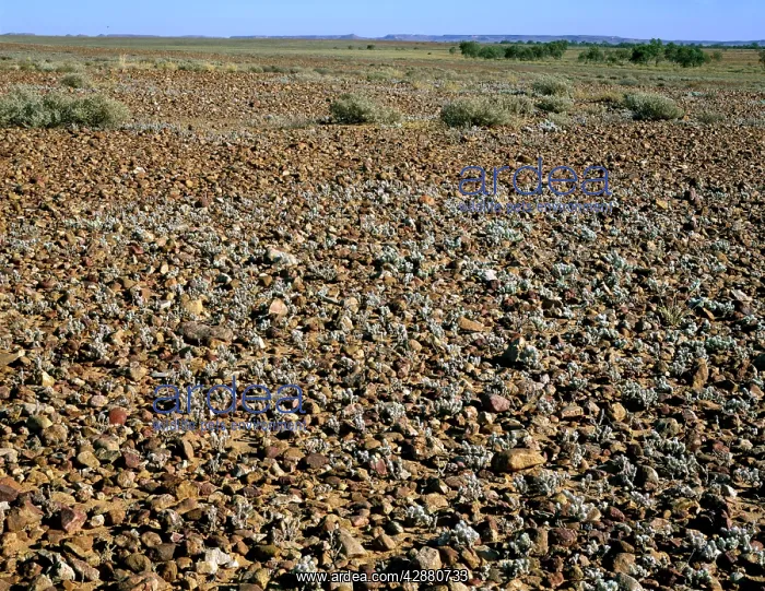 : Gibber / Stony desert Sturt National Park : Gibber / Stony desert Sturt National Park