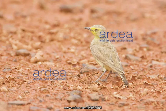 : Gibberbird / Desert Chat : Gibberbird / Desert Chat