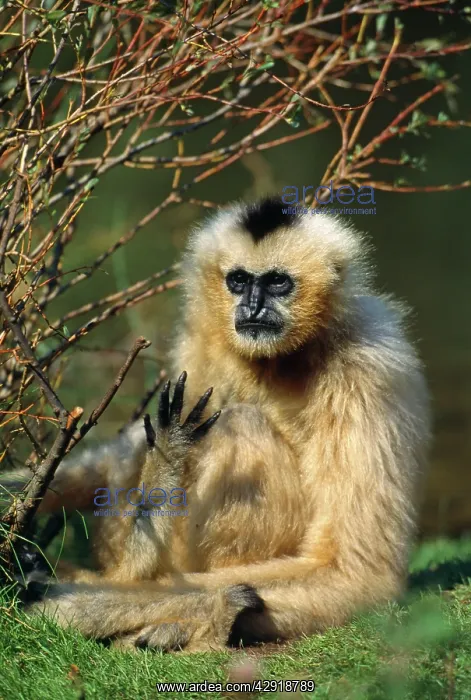 : GIBBON - black / white cheeked : GIBBON - black / white cheeked