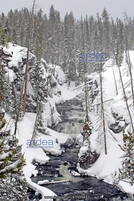 : Gibbon Falls - in snow : Gibbon Falls - in snow