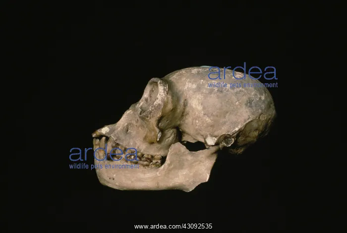 : Gibbon skull : Gibbon skull