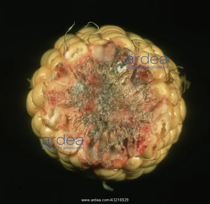 : Giberella ear rot on corn : Giberella ear rot on corn