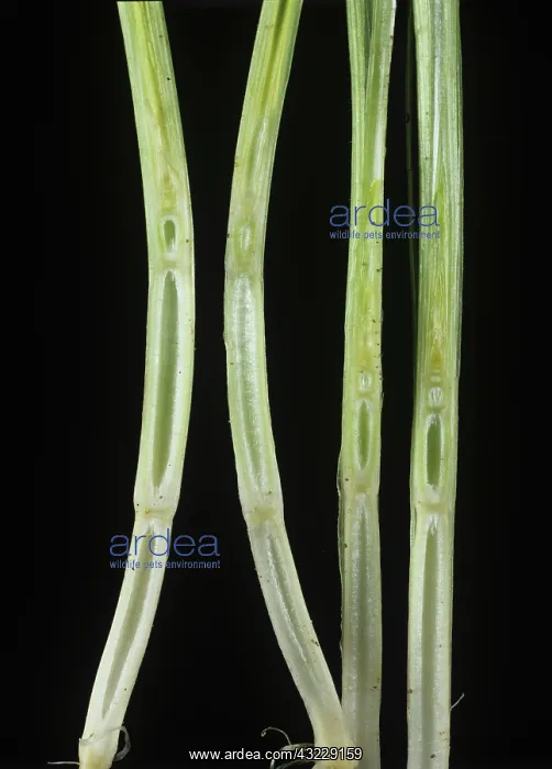 : Giberellic acid effect on Barley plants : Giberellic acid effect on Barley plants