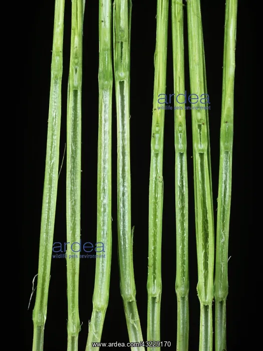 : Giberellic acid effect on Wheat plants : Giberellic acid effect on Wheat plants