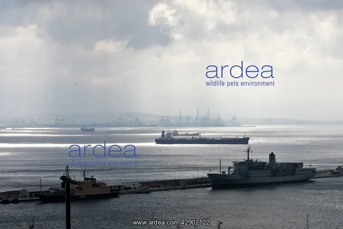 : Gibraltar - cargo ships in the port : Gibraltar - cargo ships in the port
