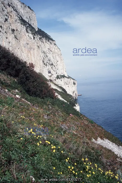 : GIBRALTAR - East side of rock & Spring Flowers : GIBRALTAR - East side of rock & Spring Flowers