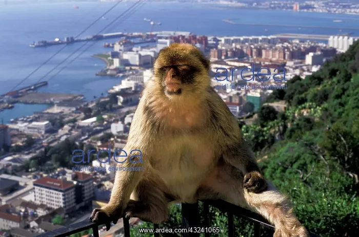 : Gibralter. Gibralter ape : Gibralter. Gibralter ape