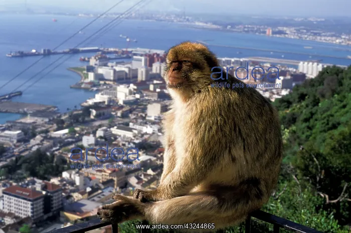 : Gibralter. Gibralter ape : Gibralter. Gibralter ape