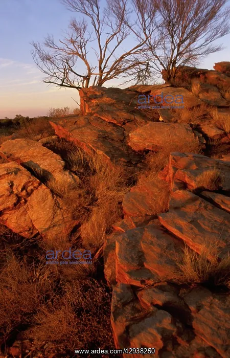: Gibson Desert at sunset. Western Australia : Gibson Desert at sunset. Western Australia