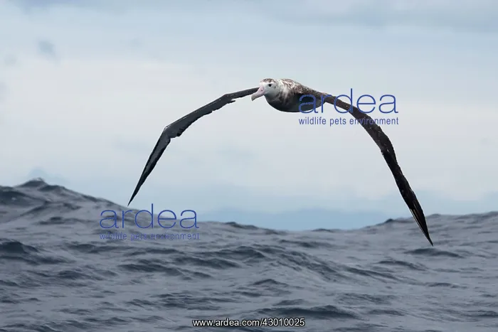 : Gibson's Albatross : Gibson's Albatross