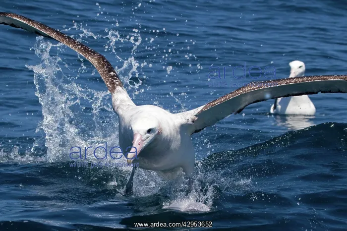 : Gibson's Albatross - in flight : Gibson's Albatross - in flight