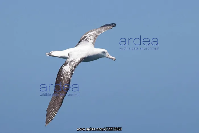 : Gibson's Albatross - in flight : Gibson's Albatross - in flight