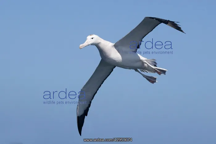 : Gibson's Albatross - in flight : Gibson's Albatross - in flight