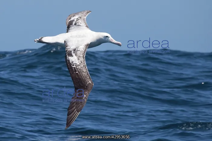 : Gibson's Albatross - in flight over sea : Gibson's Albatross - in flight over sea