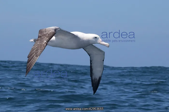 : Gibson's Albatross - in flight over sea : Gibson's Albatross - in flight over sea