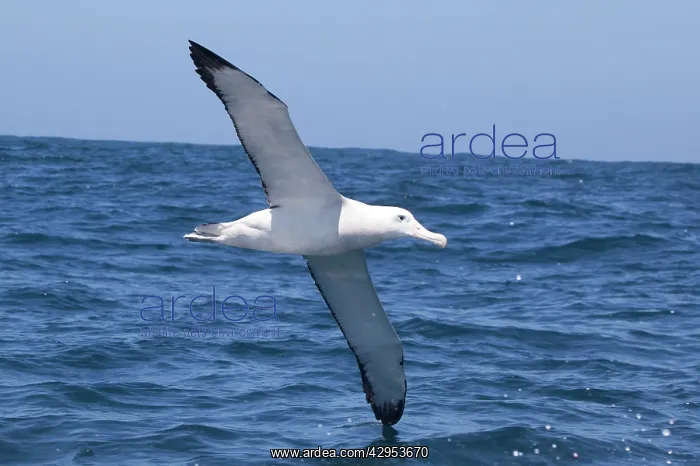 : Gibson's Albatross - in flight over sea : Gibson's Albatross - in flight over sea