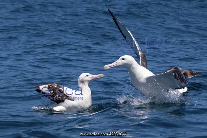 : Gibson's Albatross - on the water : Gibson's Albatross - on the water