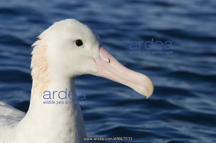 : Gibson's antipodal albatross (Diomedea antipodensis gibsoni) : Gibson's antipodal albatross (Diomedea antipodensis gibsoni)