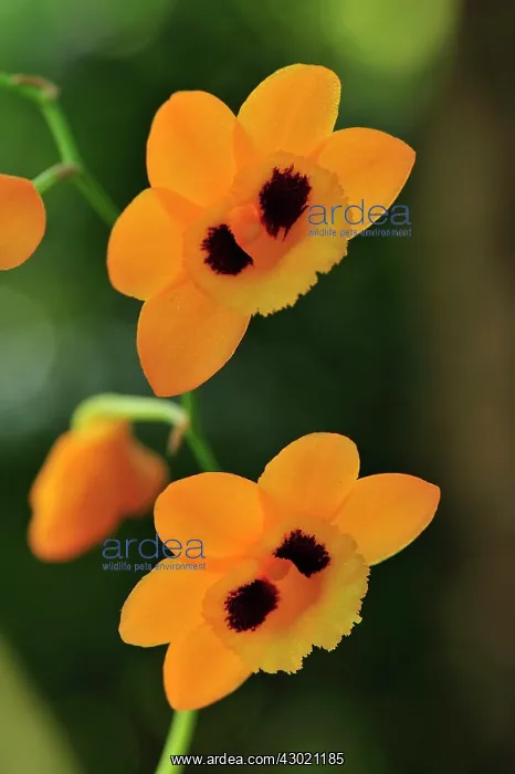 : Gibson's Dendrobium Orchid : Gibson's Dendrobium Orchid