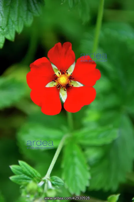 : Gibson's Scarlet - Flowers produced throughout : Gibson's Scarlet - Flowers produced throughout