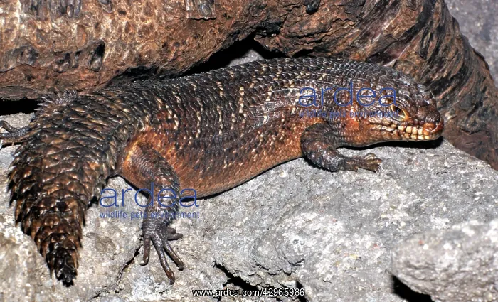 : Gidgee Skink : Gidgee Skink