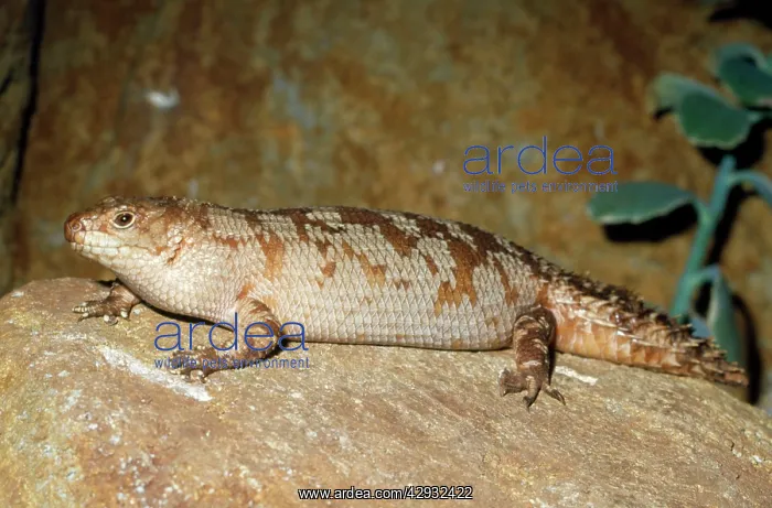 : Gidgee Skink - on rock : Gidgee Skink - on rock
