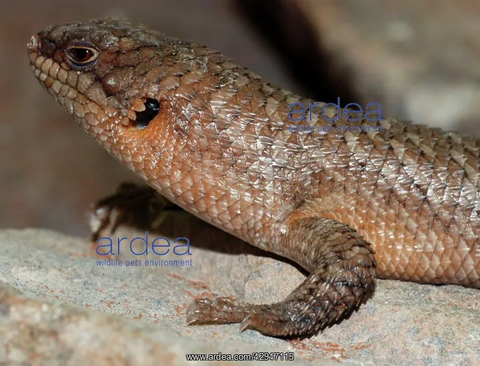 : Gidgee Skink, rocky areas in mountains : Gidgee Skink, rocky areas in mountains