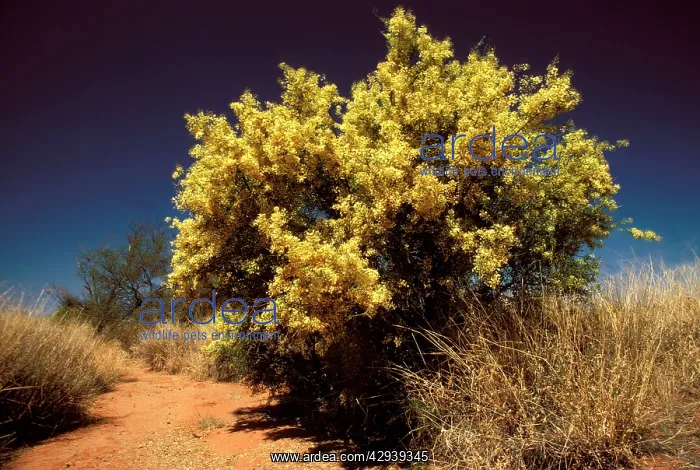 : Gidgee Wattle - in full flower : Gidgee Wattle - in full flower