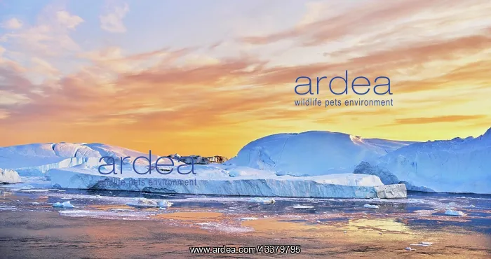 : Gigantic icebergs in the evening light, Icefjord : Gigantic icebergs in the evening light, Icefjord