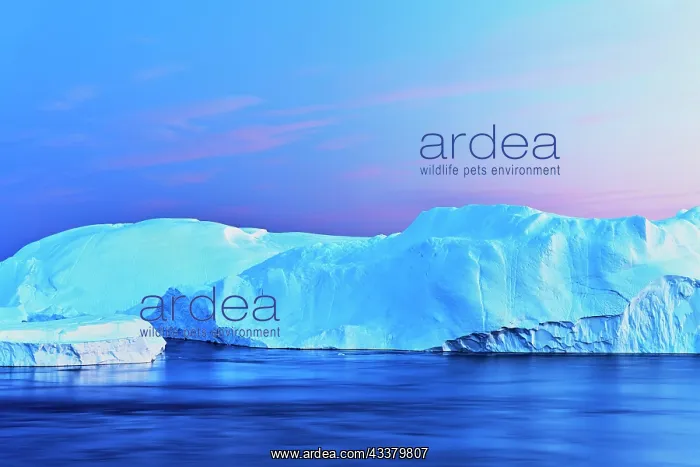 : Gigantic icebergs in the light of the blue hour : Gigantic icebergs in the light of the blue hour