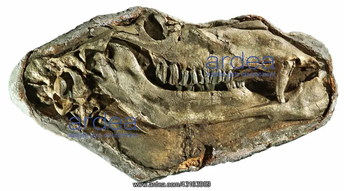 : Gigantocamelus Fossil : Gigantocamelus Fossil