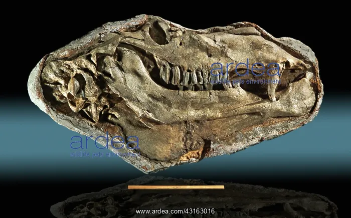 : Gigantocamelus Fossil : Gigantocamelus Fossil