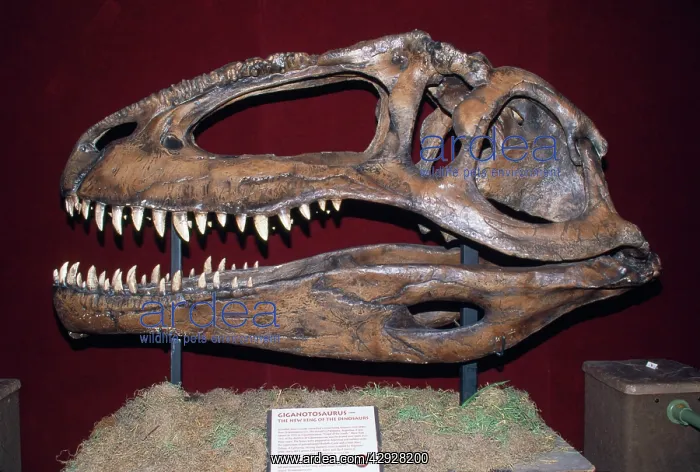: Gigantosaurus Dinosaur Skull - replica of original : Gigantosaurus Dinosaur Skull - replica of original