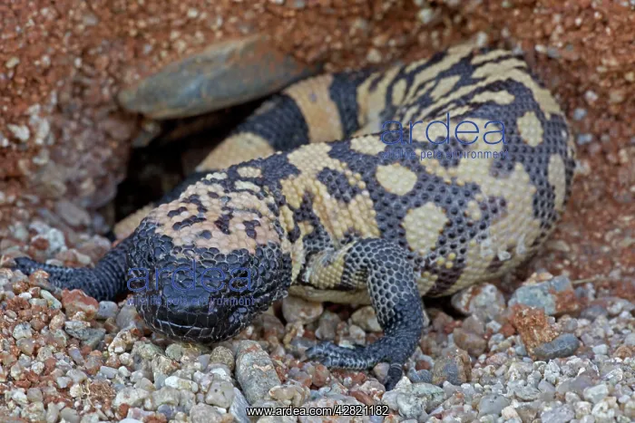 : Gila Monster : Gila Monster