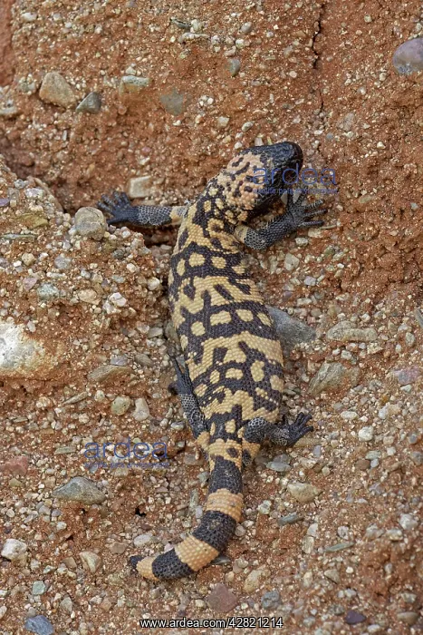 : Gila Monster : Gila Monster