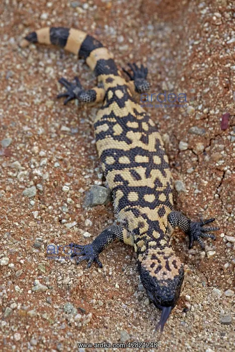 : Gila Monster : Gila Monster