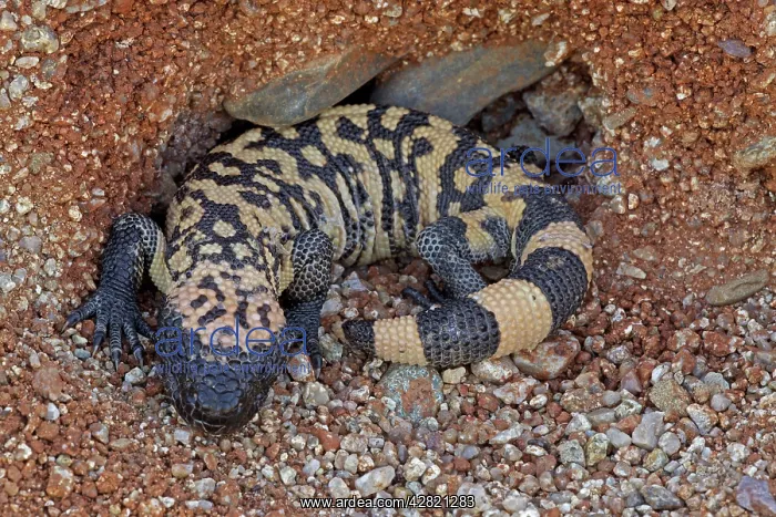 : Gila Monster : Gila Monster