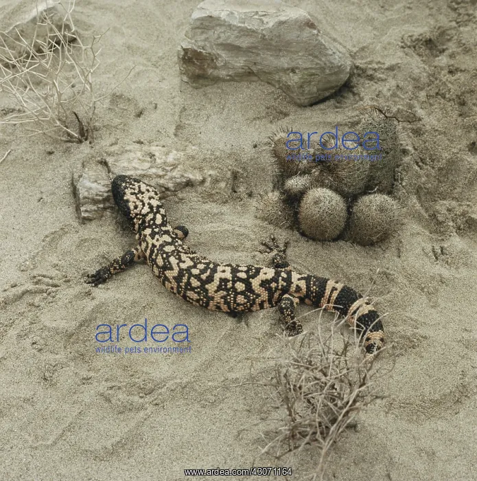 : Gila Monster : Gila Monster
