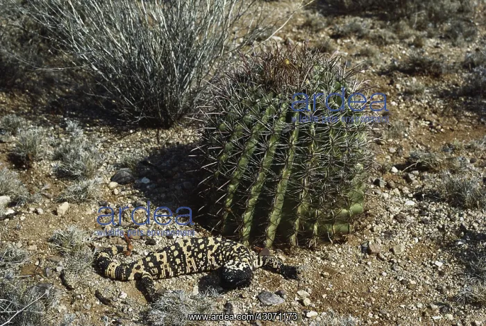 : Gila Monster : Gila Monster