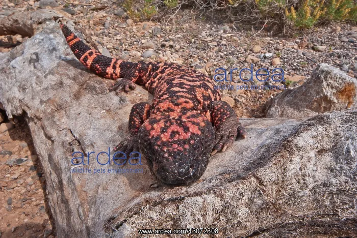 : Gila Monster : Gila Monster