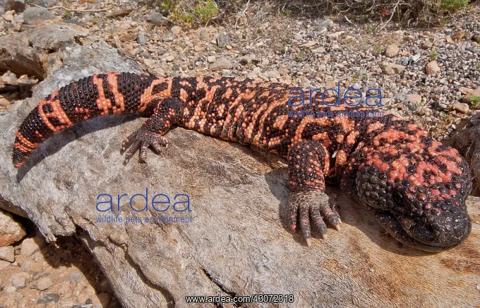 : Gila Monster : Gila Monster