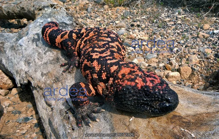 : Gila Monster : Gila Monster
